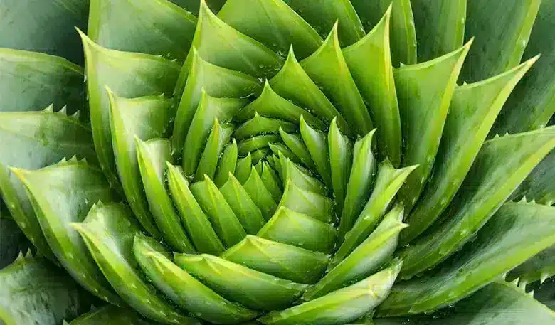 Fibonacci Sequence - Strategy That Remained Timeless